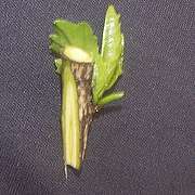 Hibiscus '1-node will do'