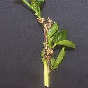 Hibiscus '3-node sample scion'