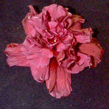 Hibiscus 'Ansett'