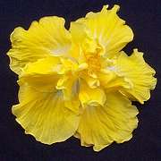 Hibiscus 'Australia Remembers'