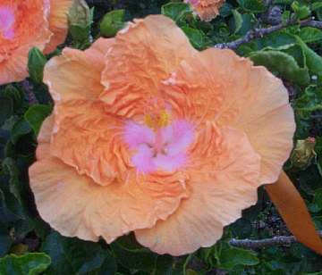 Hibiscus 'Ben Lexcen'
