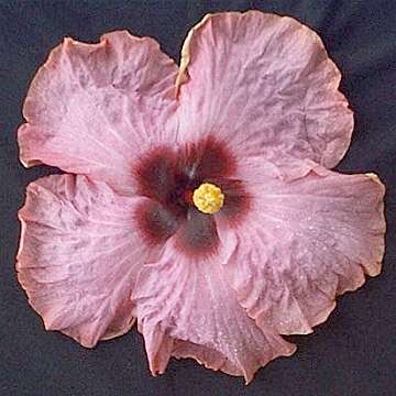 Hibiscus 'Billie'
