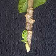 Hibiscus 'Bit more trimming'