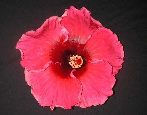 Hibiscus 'Christine Louise'