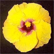 Hibiscus 'Colin Campbell'