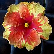 Hibiscus 'Courier-Mail'