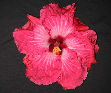 Hibiscus 'Crantastic'