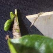 Hibiscus 'Edge close-shaved'