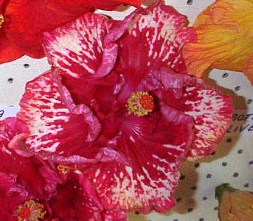 Hibiscus 'Ekka Anniversary'