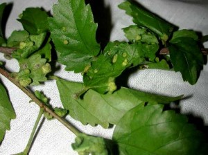 Erinose mite damage