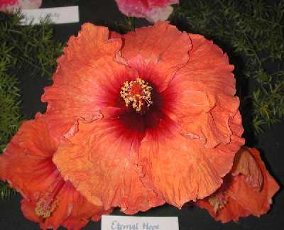 Hibiscus 'Eternal Hope'