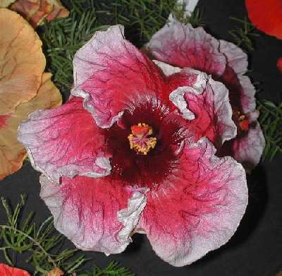 Hibiscus 'Eva Paoloni'