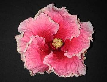 Hibiscus 'Fantasy Charm'