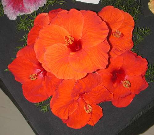Hibiscus 'Fire Engine'