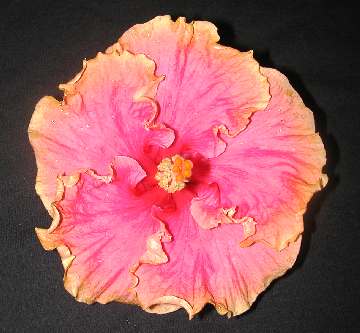 Hibiscus 'Florence Mary'