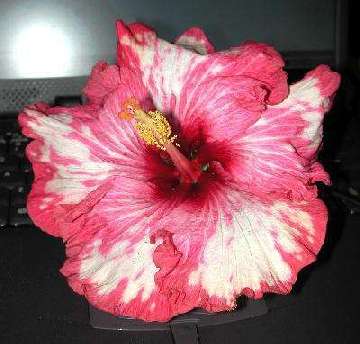 Hibiscus 'Frilly Knickers'