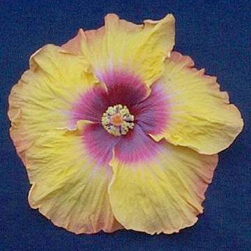 Hibiscus 'Geoff Moor'