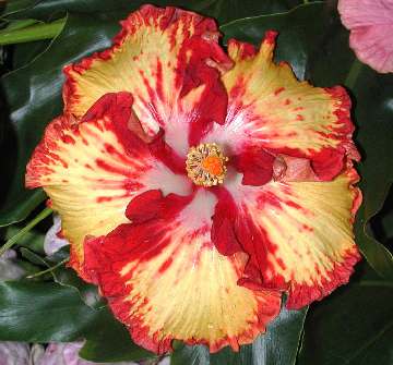 Hibiscus 'Helen Sanders'
