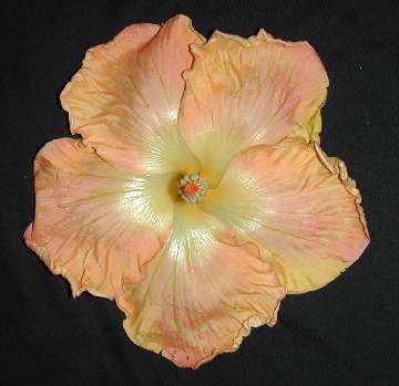 Hibiscus 'Icarus'