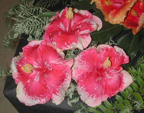 Hibiscus 'Inspiration'