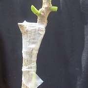 Hibiscus 'It's a wrap!'