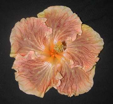 Hibiscus 'Karamello'
