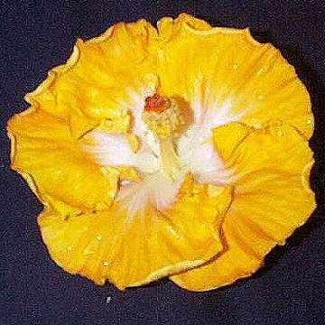 Hibiscus 'Kaye Stevans'