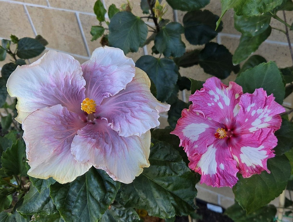 Hibiscus 'Lavender and pink hibiscus'