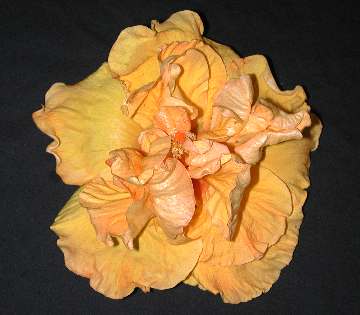 Hibiscus 'Lemon Squash'