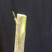 Hibiscus 'Long cut as before'