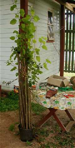 Hibiscus 'Long cuttings struck in advance'