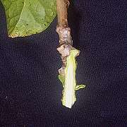 Hibiscus 'Long wedge-type cut'