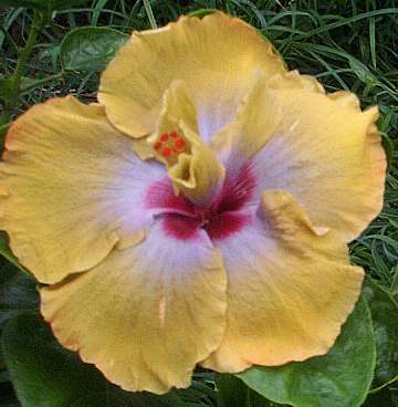 Hibiscus 'Magician's Hat'