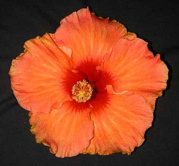 Hibiscus 'Marilyn Faye'