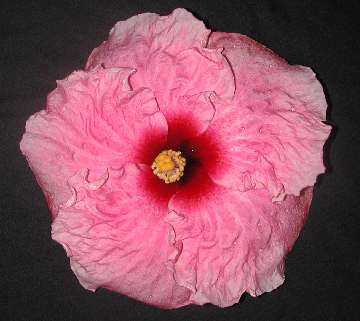 Hibiscus 'Marjorie Coral'