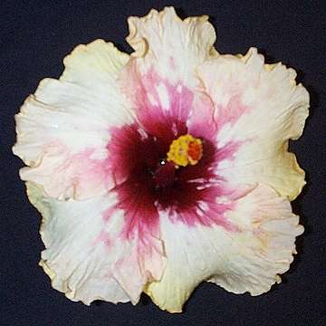 Hibiscus 'Marjory Brown'