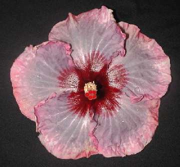 Hibiscus 'Matthew Flinders'