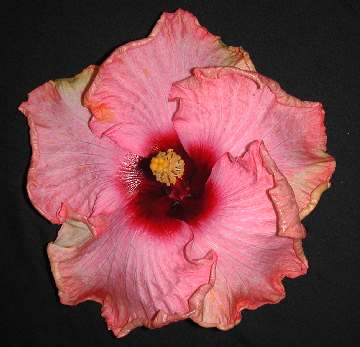 Hibiscus 'Monet'