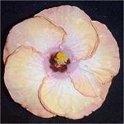 Hibiscus 'Montego Bay'