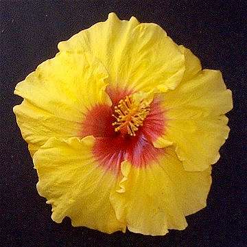 Hibiscus 'Morayfield Magic'