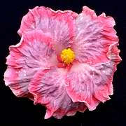 Hibiscus 'Newstead'