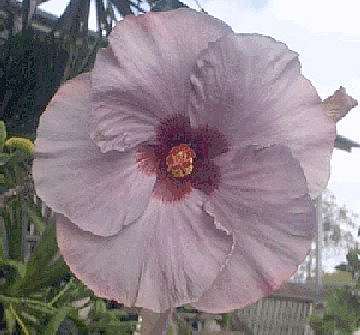 Hibiscus 'Norma Josephine'