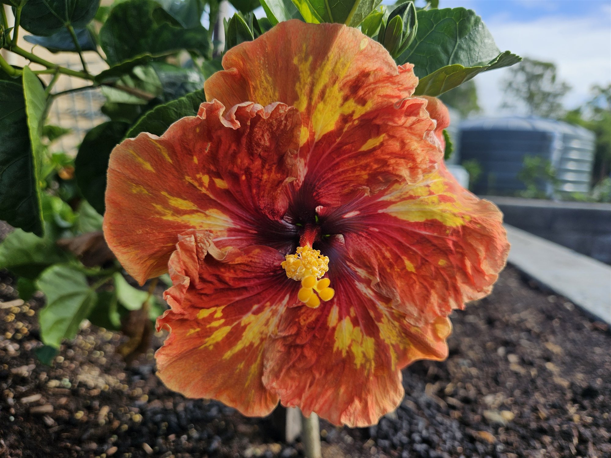 A large ruffled orange hibiscus splashed with gold, with a dark red eye
