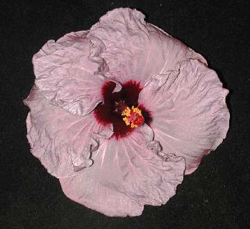 Hibiscus 'Peggy Walton'