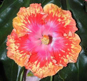 Hibiscus 'Pumicestone Sunset'