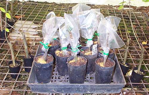 Hibiscus 'Recycled grafts'