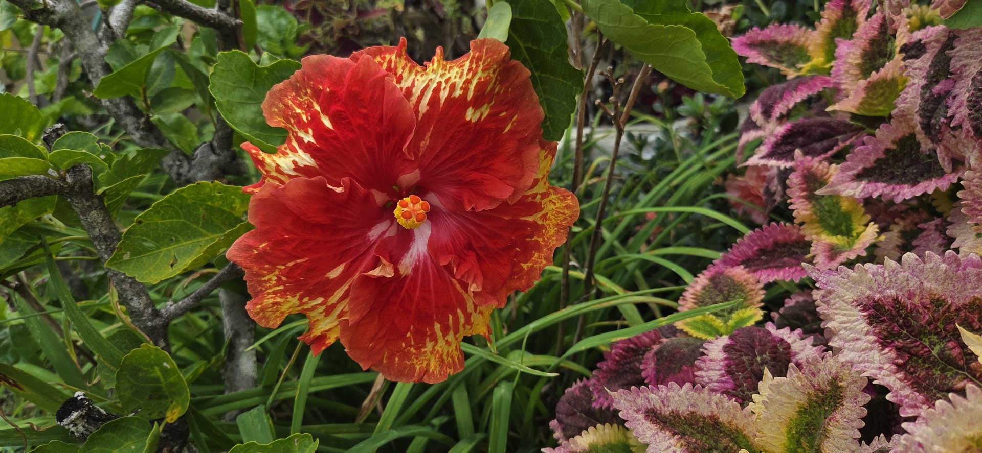 Hibiscus 'Red and gold hibiscus'