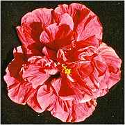 Hibiscus 'Remembrance Day'