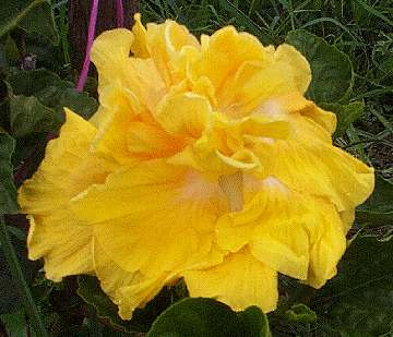 Hibiscus 'Ruth Watson'