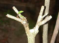 Hibiscus 'Scions in place'